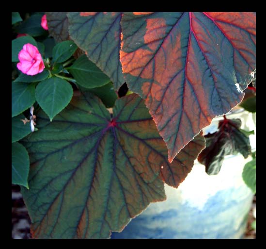 Angel Wing begonia lit from the front..see last post for backlit version