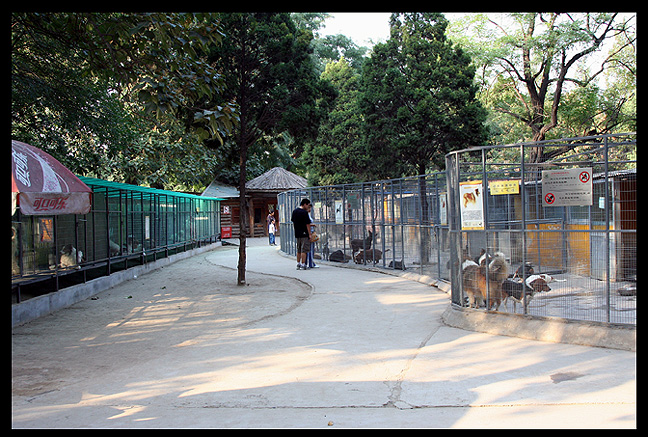 PART OF THE BEIJING CANINE ZOO