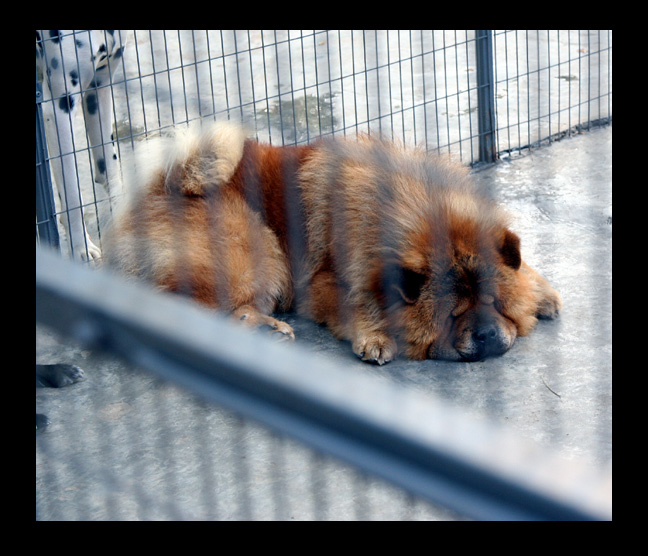 ONE OF THE CHOWS ON EXHIBIT