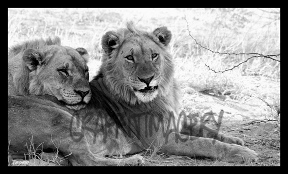 BROTHERLY LOVE..image from Botswana Africa