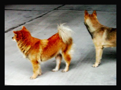 STREET DOGS IN ASIA WITH STRAIGHT REAR/BLUE TONGUE