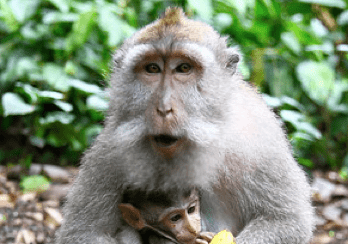 January 2..Monkeying around in an artisans paradise