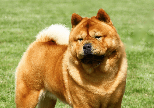 CHOW NATIONAL PHOTOS …ENROUTE TO ITALY!