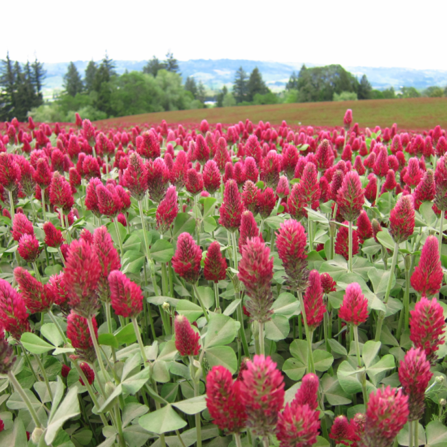 Crimson Clover …over and over.  A perfect day in the Willamette Valley