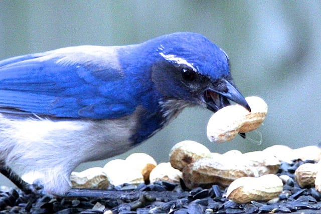 FOUND A PEANUT FOUND A PEANUT JUST NOW!