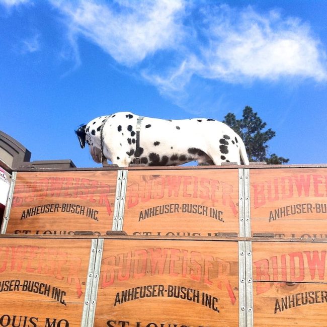 A CLOSE ENCOUNTER WITH THE BUDWEISER CLYDESDALES!!!
