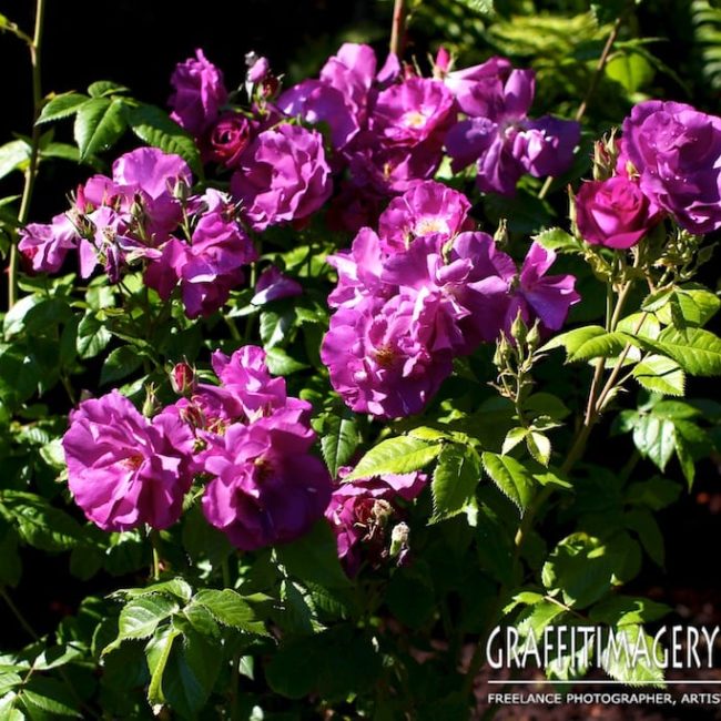 EVERYTHING’S COMING UP ROSES…My new lens and I go on a field trip