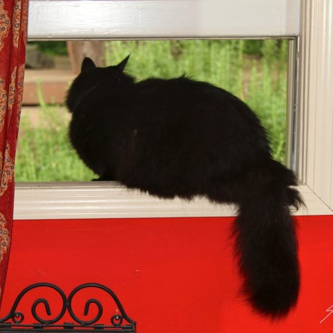 A VISITOR TO THE ORANGE HOUSE…Barklay makes himself at home