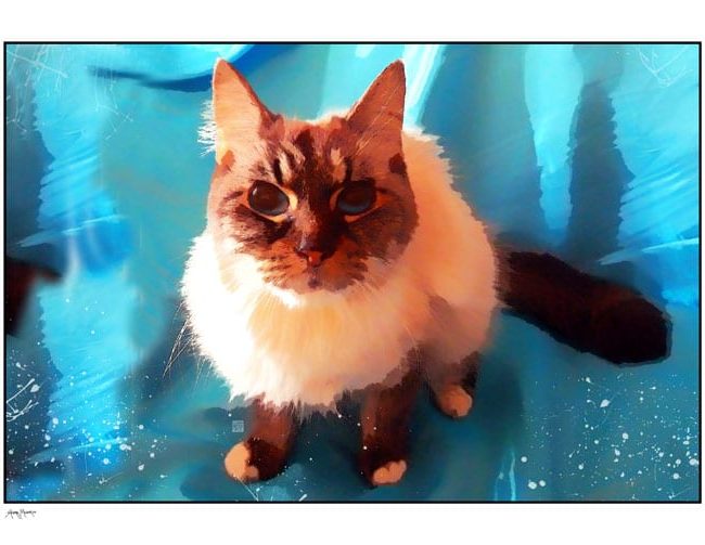HELLO DALI….A VERY SPECIAL PORTRAIT OF A VERY SENIOR KITTY