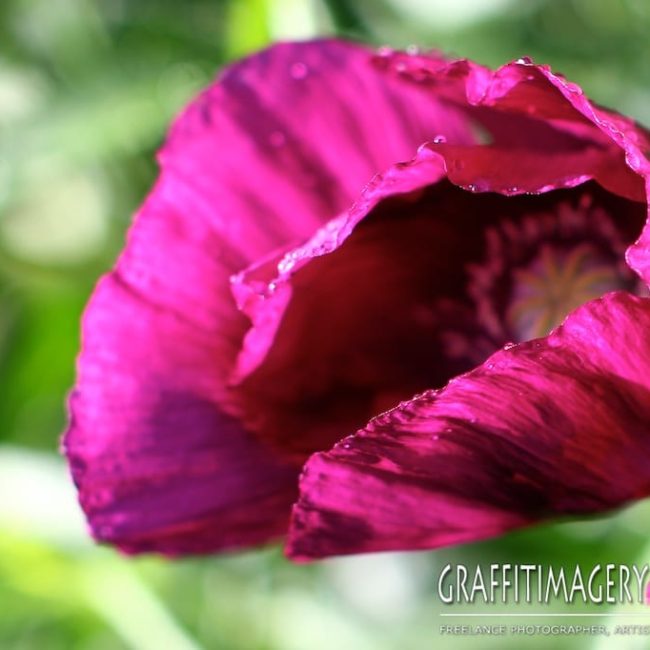 HAPPY JULY 4TH!!!….Some garden sizzle and Independence Day nostalgia