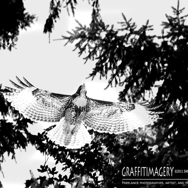 TAKING WING…Baby hawk Cayenne makes another appearance