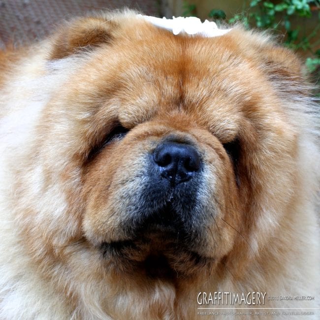 ITS NOT EASY BEING CLEAN….Gracie gets a bath today