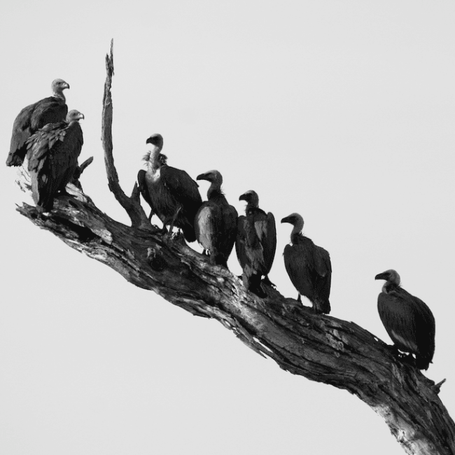 THE VULTURES ARE CIRCLING…LITERALLY!