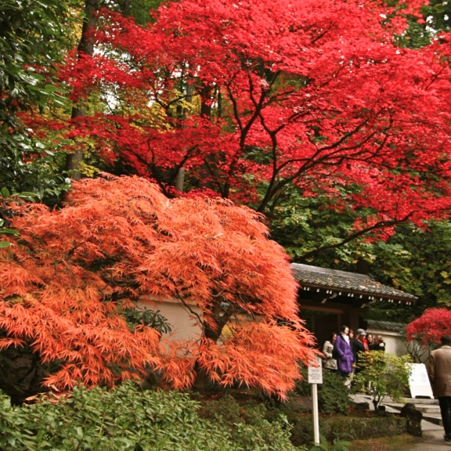 Speechless!  Portland Japanese Garden on Veterans Day