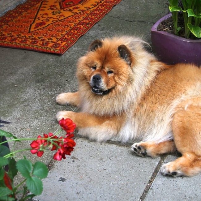 Back to the garden and a huge THANK YOU!