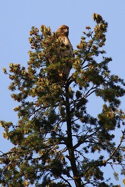The Redtailed Hawk babies..Class of 2012