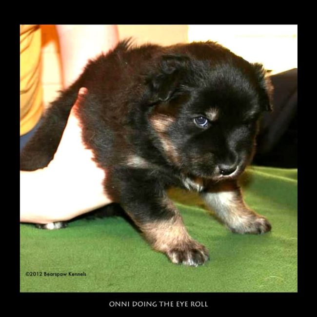 DO YOU KNOW YOUR SUOMENLAPINKOIRA? GOT YOUR ATTENTION?