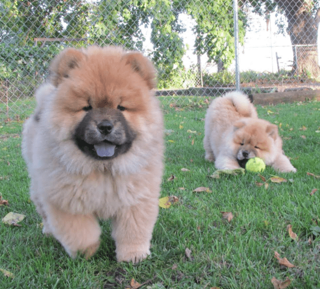 YOKO AND RIGBY bred by Diana Hillygus