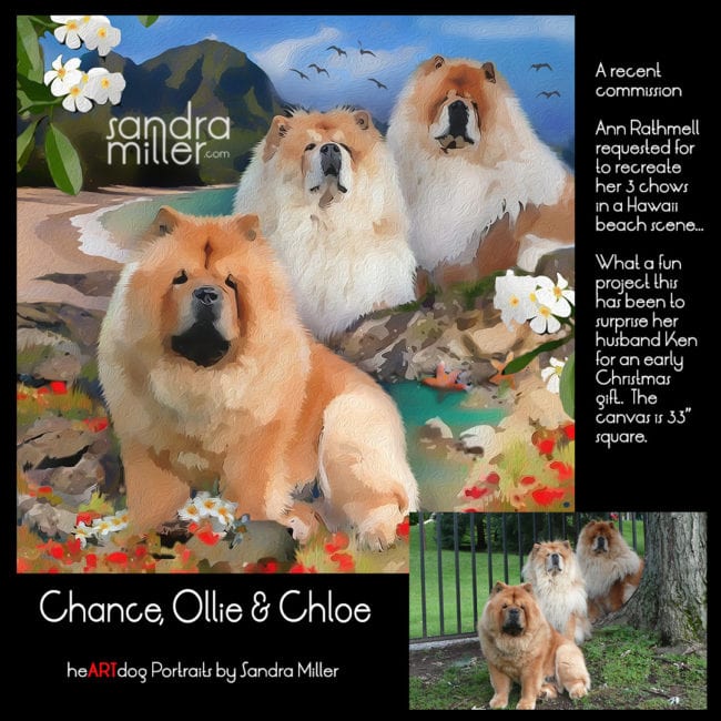 Chows relocate to Hawaii – a new portrait is finished